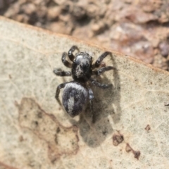 Salpesia (genus) (Salpesia Jumping Spider) at Dunlop, ACT - 14 Feb 2020 by AlisonMilton