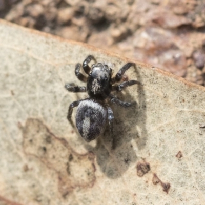 Salpesia sp. (genus) (Salpesia Jumping Spider) at Dunlop, ACT - 14 Feb 2020 by AlisonMilton