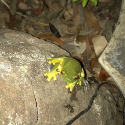 Litoria chloris (Red-eyed Tree Frog) at Budgong, NSW - 1 Feb 2020 by Ry
