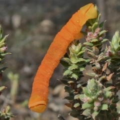 Melanodes anthracitaria (Black Geometrid) at Tuggeranong Hill - 24 Mar 2020 by Owen