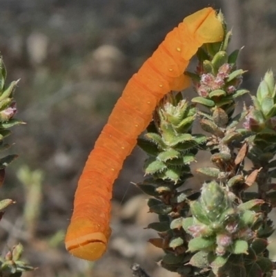 Melanodes anthracitaria (Black Geometrid) at Tuggeranong Hill - 24 Mar 2020 by Owen