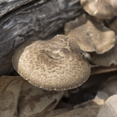 Lentinus arcularius (Fringed Polypore) at The Pinnacle - 13 Feb 2020 by Alison Milton