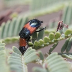 Dicranolaius bellulus (Red and Blue Pollen Beetle) at Dunlop, ACT - 13 Feb 2020 by AlisonMilton