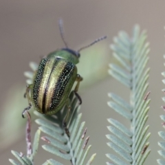 Calomela vittata (Acacia leaf beetle) at Dunlop, ACT - 14 Feb 2020 by AlisonMilton