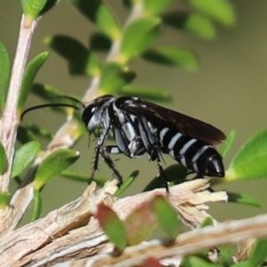 Turneromyia sp. (genus) at Parkes, ACT - 25 Mar 2020 12:37 PM