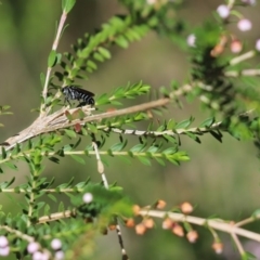 Turneromyia sp. (genus) at Parkes, ACT - 25 Mar 2020