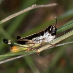 Macrotona australis (Common Macrotona Grasshopper) at Bruce, ACT - 24 Jan 2019 by Bron