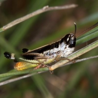 Macrotona australis (Common Macrotona Grasshopper) at Bruce, ACT - 24 Jan 2019 by Bron
