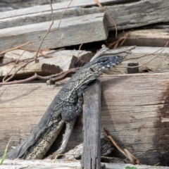 Varanus rosenbergi (Heath or Rosenberg's Monitor) at Bumbalong, NSW - 22 Feb 2020 by AdamatBumbalong