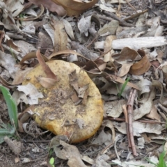 zz bolete at Symonston, ACT - 26 Mar 2020 by SandraH