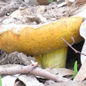 zz bolete at Symonston, ACT - 27 Mar 2020