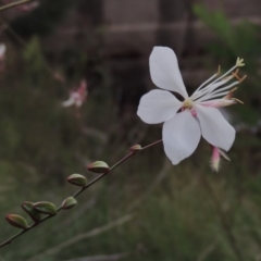 Oenothera lindheimeri (Clockweed) at Molonglo Valley, ACT - 2 Mar 2020 by michaelb