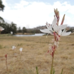 Oenothera lindheimeri (Clockweed) at Point Hut Pond - 2 Feb 2020 by michaelb