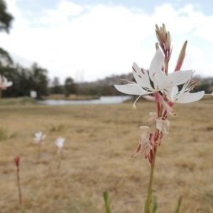 Oenothera lindheimeri at Gordon, ACT - 2 Feb 2020