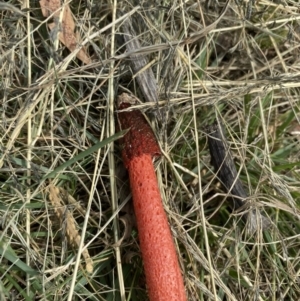 Phallus rubicundus at Wanniassa, ACT - 27 Mar 2020