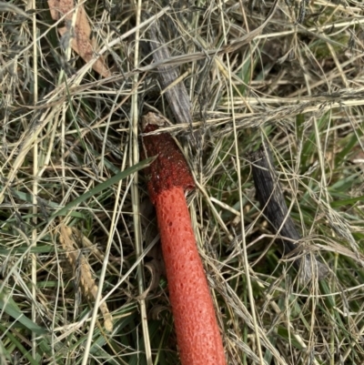 Phallus rubicundus (Phallus rubicundus) at Wanniassa, ACT - 26 Mar 2020 by jksmits