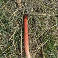 Phallus rubicundus at Wanniassa, ACT - 27 Mar 2020