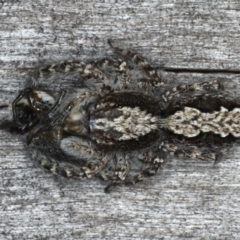 Clynotis severus (Stern Jumping Spider) at Mount Ainslie - 26 Mar 2020 by jb2602