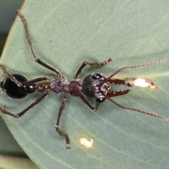 Myrmecia simillima (A Bull Ant) at Majura, ACT - 26 Mar 2020 by jbromilow50
