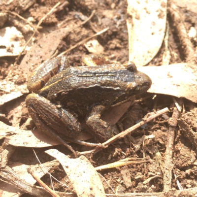 Limnodynastes peronii (Brown-striped Frog) at Bundanoon, NSW - 22 Feb 2020 by ESP