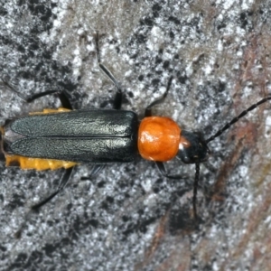 Chauliognathus tricolor at Majura, ACT - 26 Mar 2020