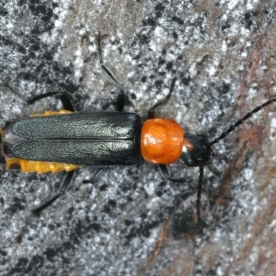 Chauliognathus tricolor (Tricolor soldier beetle) at Majura, ACT - 26 Mar 2020 by jbromilow50