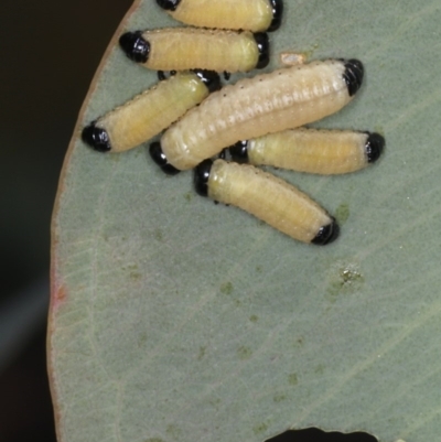 Paropsisterna cloelia (Eucalyptus variegated beetle) at Majura, ACT - 26 Mar 2020 by jb2602