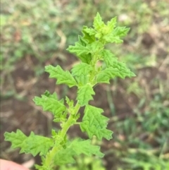 Dysphania pumilio (Small Crumbweed) at Budgong, NSW - 26 Mar 2020 by Ry