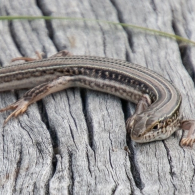 Ctenotus robustus (Robust Striped-skink) at Chapman, ACT - 26 Mar 2020 by SWishart