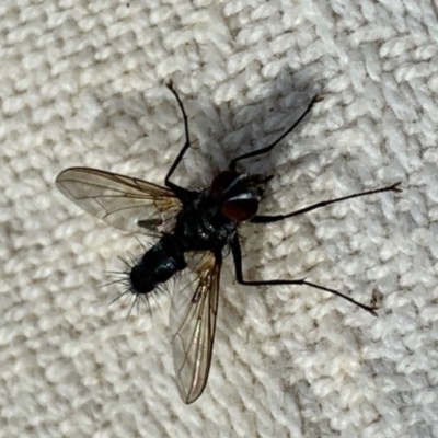 Tachinidae (family) (Unidentified Bristle fly) at Quaama, NSW - 26 Mar 2020 by FionaG