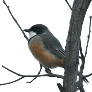 Pachycephala rufiventris at Majura, ACT - 25 Mar 2020