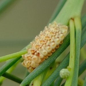 Nacaduba biocellata at Florey, ACT - 27 Mar 2020