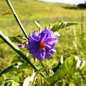 Solanum cinereum at Tuggeranong DC, ACT - 26 Mar 2020