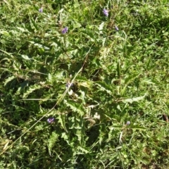 Solanum cinereum at Tuggeranong DC, ACT - 26 Mar 2020