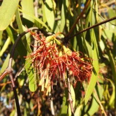 Amyema miquelii (Box Mistletoe) at Tuggeranong DC, ACT - 25 Mar 2020 by HelenCross