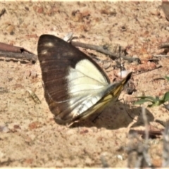 Belenois java (Caper White) at Tuggeranong DC, ACT - 27 Mar 2020 by JohnBundock