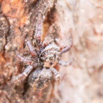 Salticidae (family) (Jumping spider) at Stromlo, ACT - 26 Mar 2020 by SWishart