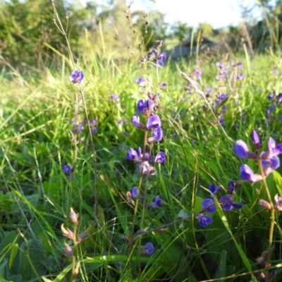 Glycine sp. at Tuggeranong DC, ACT - 25 Mar 2020 by HelenCross