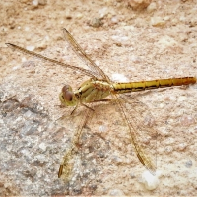 Diplacodes haematodes (Scarlet Percher) at Tuggeranong DC, ACT - 27 Mar 2020 by JohnBundock