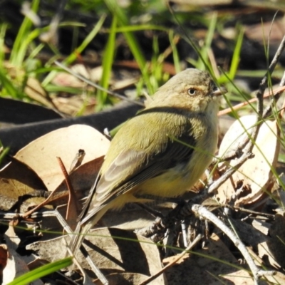 Smicrornis brevirostris (Weebill) at Tuggeranong DC, ACT - 26 Mar 2020 by HelenCross