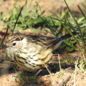 Pyrrholaemus sagittatus at Tuggeranong DC, ACT - 26 Mar 2020