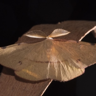 Onycodes traumataria (Small Twisted Moth) at Paddys River, ACT - 13 Mar 2018 by GlennCocking