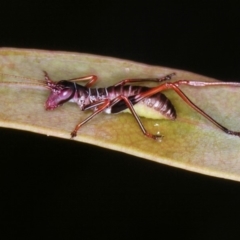 Torbia viridissima (Gum Leaf Katydid) at Bruce, ACT - 3 Dec 2010 by Bron