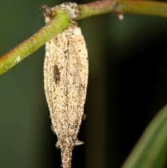 Hyalarcta nigrescens (Ribbed Case Moth) at Bruce Ridge to Gossan Hill - 3 Dec 2010 by Bron