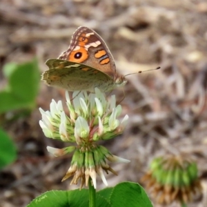 Junonia villida at Fadden, ACT - 26 Mar 2020 02:52 PM