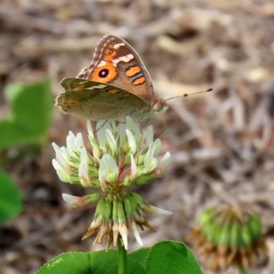 Junonia villida (Meadow Argus) at Fadden, ACT - 26 Mar 2020 by RodDeb