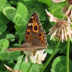 Junonia villida at Fadden, ACT - 26 Mar 2020 02:52 PM