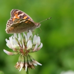 Junonia villida at Fadden, ACT - 26 Mar 2020 02:52 PM