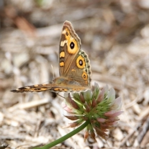 Junonia villida at Fadden, ACT - 26 Mar 2020 02:52 PM