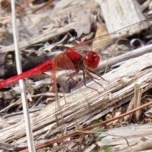 Diplacodes haematodes at Fadden, ACT - 26 Mar 2020